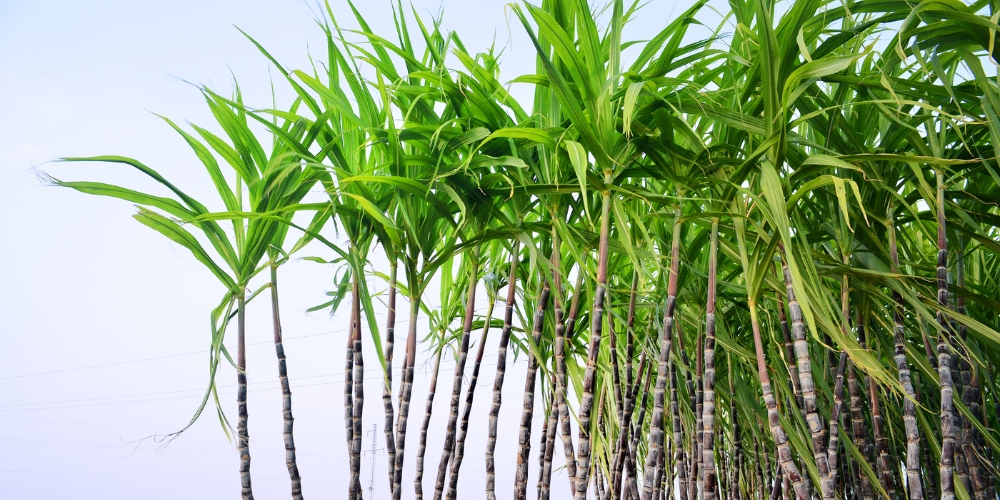 Օրգանական և սերտիֆիկացված շաքար՝ պատասխանատու և կայուն արտադրություն